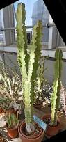 Image result for Euphorbia candelabrum