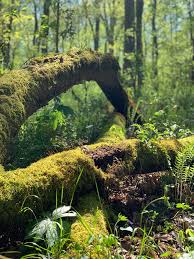 cedar sink trail, mammoth cave national