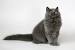 Blue British Longhair Kitten