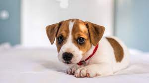 Questa razza è allegra, intelligente e molto vivace. 10 Cani Piccolissimi Che Non Crescono Pg Magazine