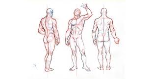 Study of the specific regions of the body such as the head or chest and emphasizing the relationship between various structure in the region. Beginner S Guide Importance Of Proper Body Proportions And How To Get Them Right By Scriba Stylus Medium