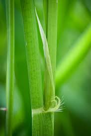 Image result for Oryza longistaminata