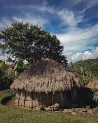 Tak hanya berkaitan dengan tarian dan kesenian, kebudayaan tersebut juga terlihat pada rumah daerah yang. Rumah Adat Papua Nama Keunikan Gambar Dan Penjelsannya