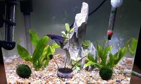 Planting a succulent in a bowl is slightly more tricky than planting it in a proper plant pot. Pet Supplies Fish Aquariums Nano Marimo Moss Ball Acrylic Glass Tropical Fish Bowl Live Plant For Aquarium