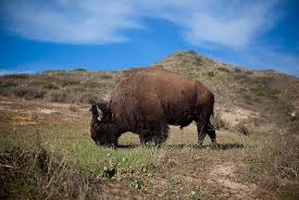 Oh Give Me A Home Where The Buffalo Roam Oh Give Me A Home Where The Buffalo Roam Buffalo Roam Catalina Island Cali