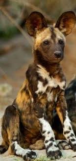 african wild dog cok sirin hayvanlar vahsi hayvanlar afrika yaban kopegi