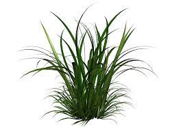 Tall Grass Clipart Google Search Trees To Plant Evergreen Plants Tree Textures