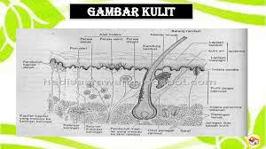 We did not find results for: Sistem Ekskresi Kulit Ppt Download