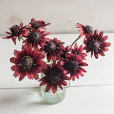 Rudbeckia Seeds (Black-Eyed Susan)