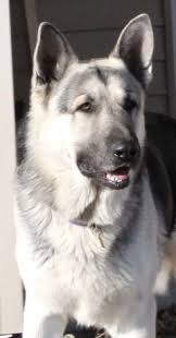 Black And Grey German Shepherd Puppy Huge Black An Silver German Shepherds German Shepherd Dogs Silver German Shepherd German Shepherd Puppies