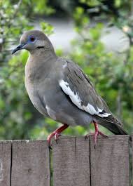 Backyard Birds Of East Texas Pin By Wayne Wienke On North Texas Birds Pet Birds Backyard Birds Mourning Dove