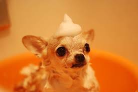 A subreddit all about chihuahuas. Grooming Your Chihuahua 101 Tips Tricks And The Best Shampoo