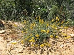 Image result for Adenocarpus