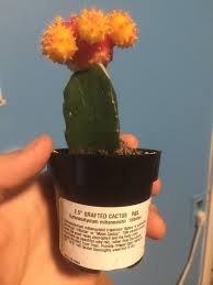 You need to read through each point below to. Just Got A Moon Cactus But I Was Winder No How Often I Should Water It Since It S A Cactus And What Does Hardy To 32f 5f Mean Plants