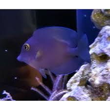 Image result for Oxyanthus strigosus