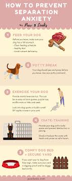 Be consistent, create a calm environment and use positive reinforcement to help them. The Complete Guide To Dog Separation Anxiety Pawleaks