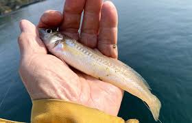 金色に輝く幻の〝キス〟を探す山陰釣り旅【ボッチ喜寿ジイ奮闘記】 | 釣りビジョン マガジン | 釣りビジョン