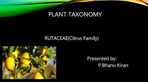 Image result for Rutaceae