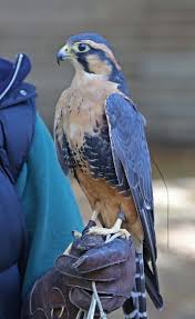 Birds Of Prey Free Movie Reddit 12 Top Bird Of Prey Pictures Photos Images Animals Beautiful Colorful Birds Pet Birds