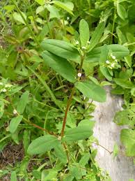 Image result for Euphorbia hyssopifolia