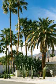 Colors of leaves vary from green to blue and the degree of branching varies as well. California Palm Tree Pictures Download Free Images On Unsplash
