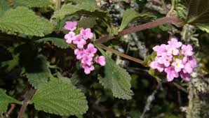 Image result for Lantana angolensis
