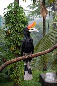 Taman burung kuala lumpur ini dibahagikan kepada 4 zon iaitu zon 1 dan zon 2 adalah kawasan penerbangan bebas bagi burung. Taman Burung Kuala Lumpur Ticket Price Blog Tentang Burung