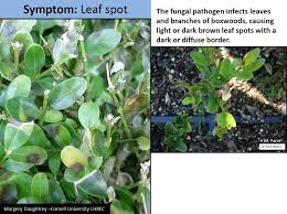 Image result for Toddalia crenulata