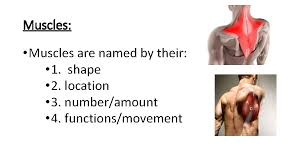 The muscle cells of skeletal muscles are much longer than in the other types of muscle tissue, and are often known as muscle fibers. Muscular System Label The Various Muscles Over 700