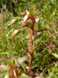 Image result for Sauvagesia