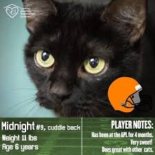 Pin By Lisa Pumper On Pehs Pet Adoption Animal Rescue Pets