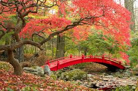 Samurai, japan, japanese art, feudal japan, culture japan. Japanese Maple 1080p 2k 4k 5k Hd Wallpapers Free Download Wallpaper Flare