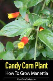 Growing Candy Corn Plants How To Care For Manettia Corn Plant Corn Plant Care Plants