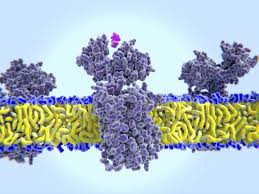 Histamin Cara Care