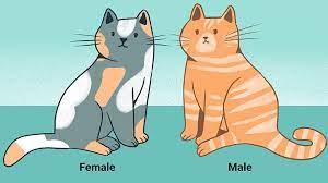 They often resort to asking their local vet to help sexing a kitten for them. How To Tell The Sex Of A Kitten The Complete Guide Video