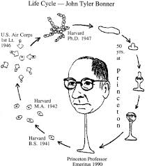 Morphogenesis, Dictyostelium, and the search for shared developmental  processes