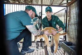 67 Dogs Rescued from Dog Meat Farm with Help from Daniel Henney