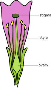 Petunia Flower Parts Best Flower Wallpaper