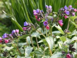 Bienenfreundliche Stauden Bienenfreundliche Stauden Bienenfreundliche Pflanzen Garten Pflanzen