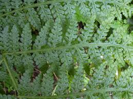 Image result for Blotiella glabra