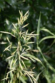 Image result for Bromus leptoclados