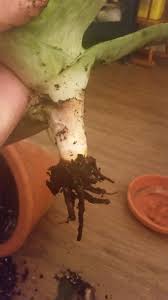 This is common with overwatered plants. I Need Help To Save My Aloe With Root Rot Helpfulgardener Com
