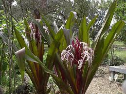 Image result for Crinum harmsii