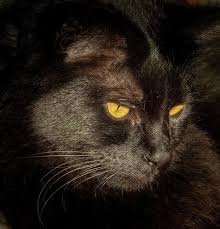 Beautiful Black Cat With Brown Eyes A Beautiful Demure Black Cat With Intense Yellow Eyes Cat Black Cats Rock Yellow Cat Black Cat