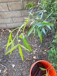 Image result for Dasylepis eggelingii