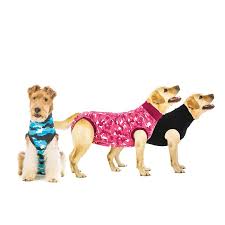 suitical recovery shirt for dogs