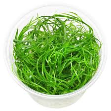 Image result for Eriocaulon inyangense