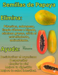 Semillas de papaya: el hábito olvidado que podría sorprenderte...............ver  mas