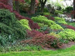 The Garden Diaries Japanese Maple Garden Japanese Maple Garden Ideas Beautiful Gardens