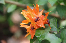 Image result for Ruttya fruticosa